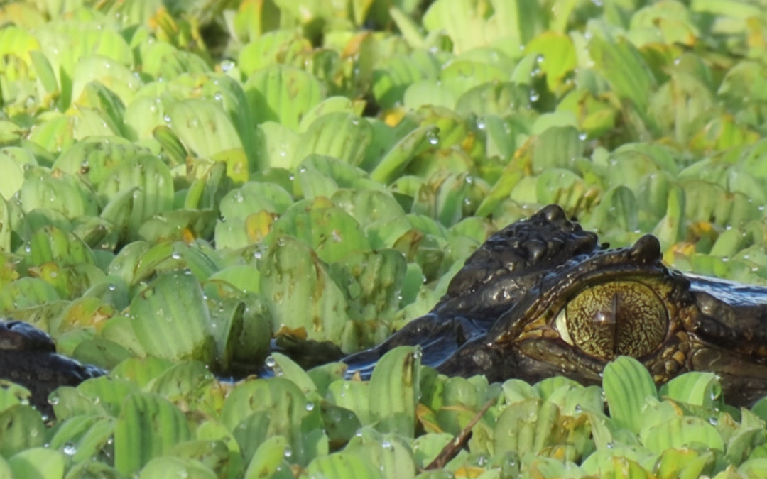 Llanos orientales aéreo 2026 – 2027