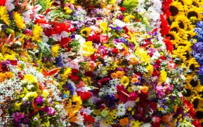 TOUR DE LAS FLORES- FERIA DE LAS FLORES