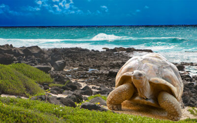 GALÁPAGOS ISLAS ENCANTADAS