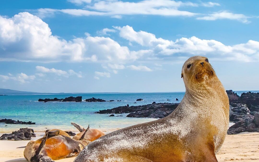 QUITO, GALÁPAGOS Y GUAYAQUIL - Avalturistica