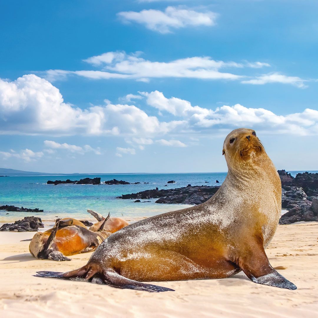 QUITO, GALÁPAGOS Y GUAYAQUIL - Avalturistica